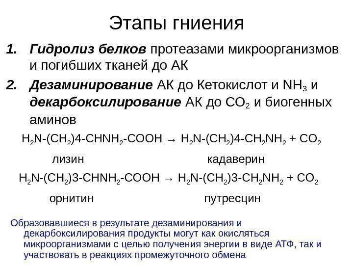   Этапы гниения 1. Гидролиз белков протеазами микроорганизмов и погибших тканей до АК