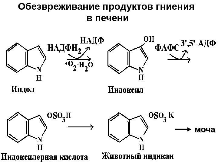 Обезвреживание продуктов гниения в печени моча 