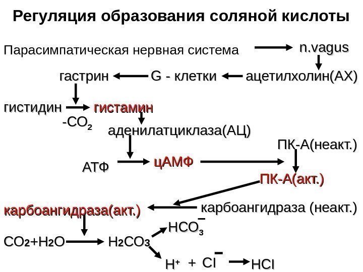  Регуляция образования соляной кислоты Парасимпатическая нервная система n. vagus ацетилхолин(АХ) GG -