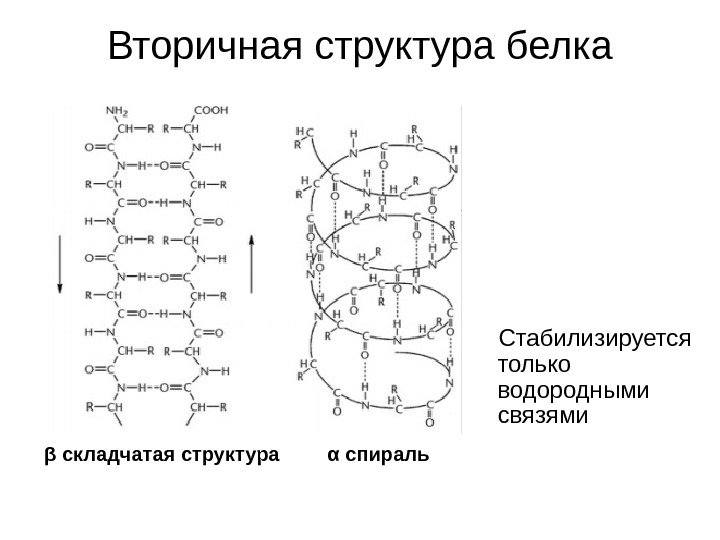   Вторичная структура белка α спиральβ складчатая структура Стабилизируется только водородными связями 