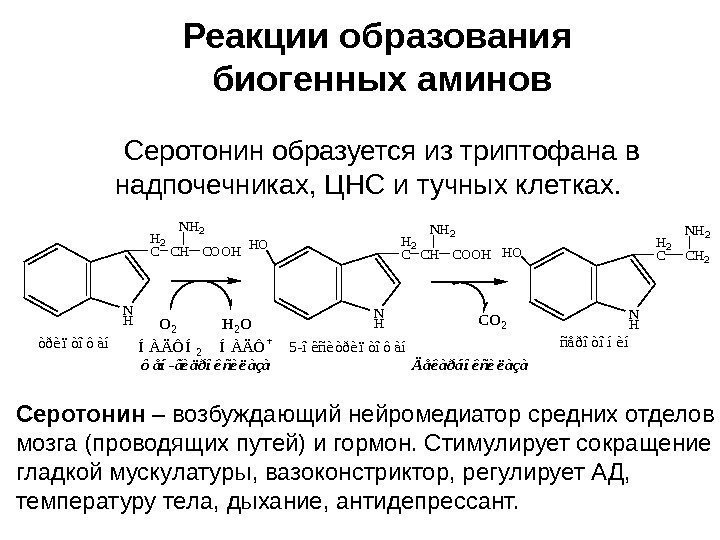   Реакции образования биогенных аминов Серотонин образуется из триптофана в надпочечниках, ЦНС и