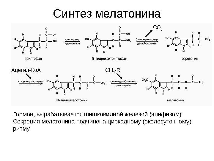   Синтез мелатонина Ацетил-Ко. А Гормон, вырабатывается шишковидной железой (эпифизом).  Секреция мелатонина