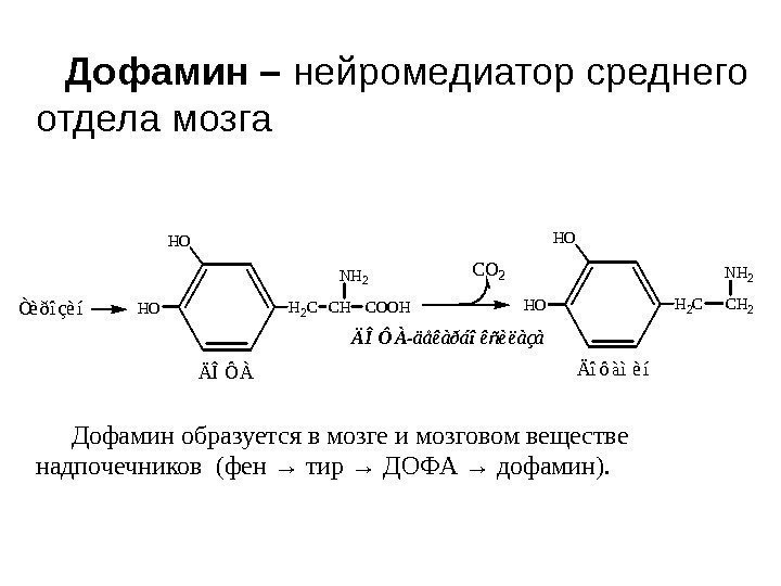  Дофамин  образуется в мозге и мозговом веществе надпочечников (фен → тир →