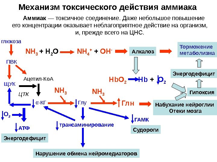   Механизм токсического действия аммиака Аммиак — токсичное соединение. Даже небольшое повышение его