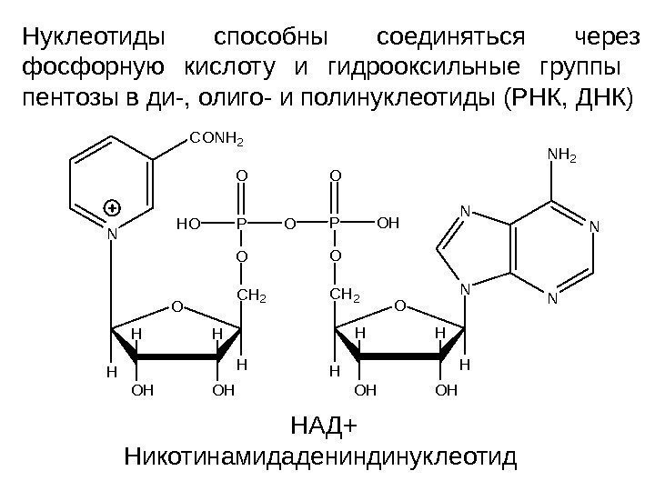   Нуклеотиды способны соединяться через фосфорную кислоту и гидрооксильные группы  пентозы в