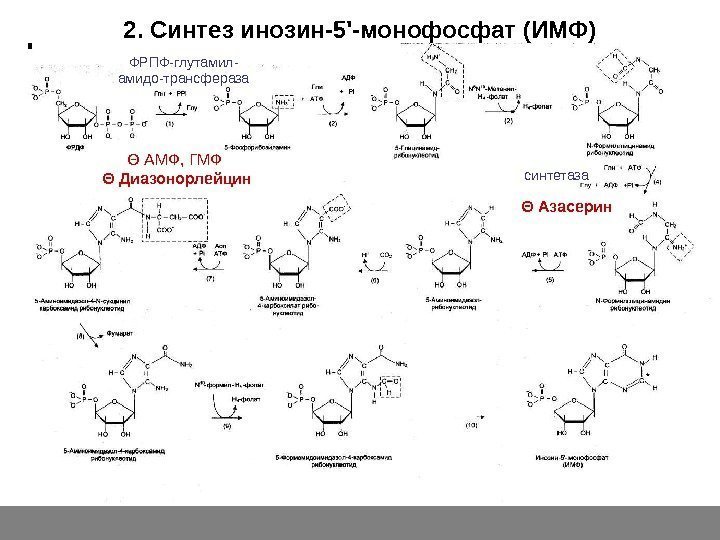   2. Синтез инозин-5'-монофосфат (ИМФ) ФРПФ-глутамил- амидо-трансфераза Θ  АМФ, ГМФ Θ 