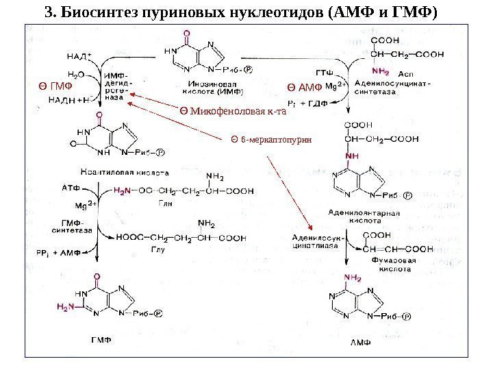   3. Биосинтез пуриновых нуклеотидов (АМФ и ГМФ) Θ  Микофеноловая к-та Θ