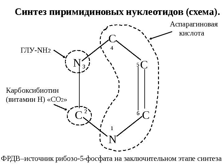   123 4 5 6 Синтез пиримидиновых нуклеотидов (схема). ФРДВ–источник рибозо-5 -фосфата на