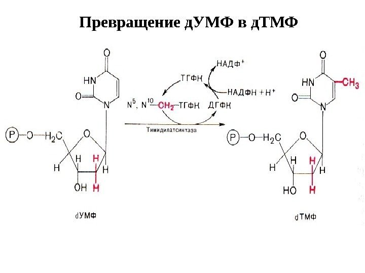   Превращение д. УМФ в д. ТМФ 