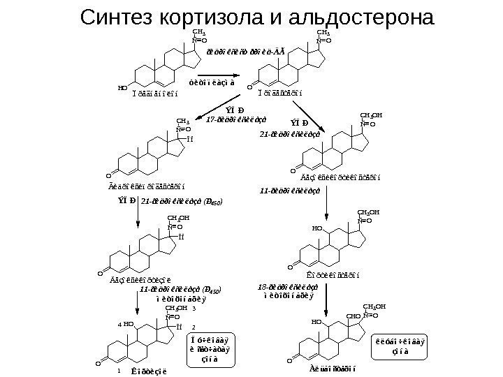 Синтез кортизола и альдостерона. HO ÑO CH 3 ÏðåãíåíîëîíO ÑO CH 3 Ïðîãåñòåðîí O