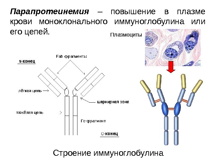 Парапротеинемия  – повышение в плазме крови моноклонального иммуноглобулина или его цепей. Строение иммуноглобулина