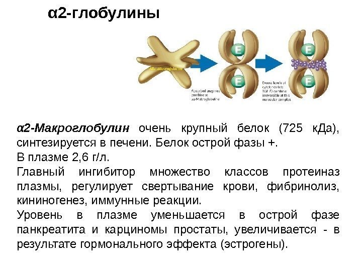 α 2 -глобулины α 2 -Макроглобулин  очень крупный белок (725 к. Да), 