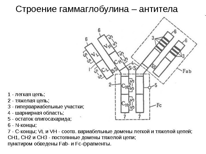 Строение гаммаглобулина – антитела 1 - легкая цепь;  2 - тяжелая цепь; 