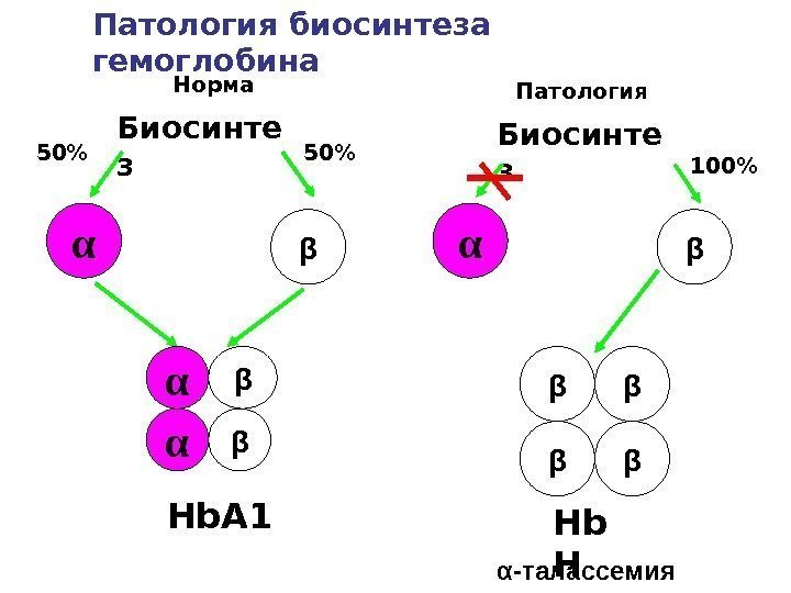 Hb А 1 Биосинте з α β 50 α -талассемия. Биосинте з α β