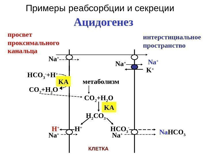 Ацидогенез Na + K + HCO 3 - +H + KA CO 2 +H