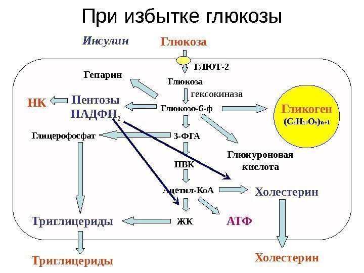 Глюкоза Глюкозо-6 -ф ПВК Гликоген (С 6 Н 10 О 5 ) n +1