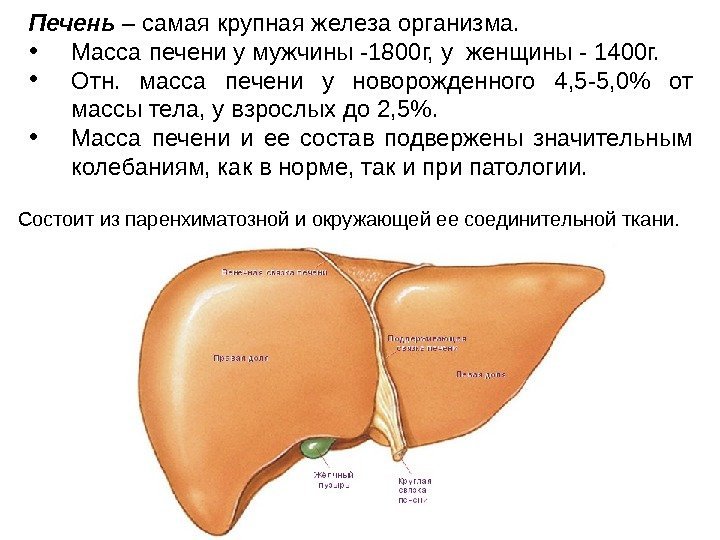 Печень – самая крупная железа организма.  • Масса печени у мужчины -1800 г,