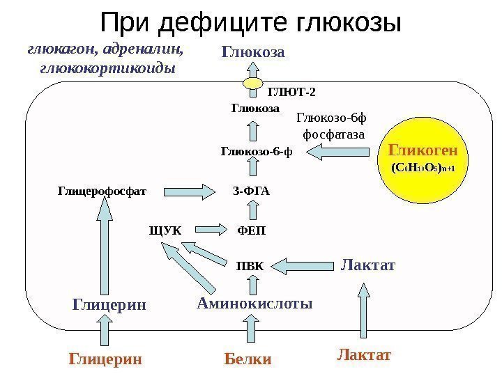 Глюкоза Глюкозо-6 -ф ПВК Гликоген (С 6 Н 10 О 5 ) n +1