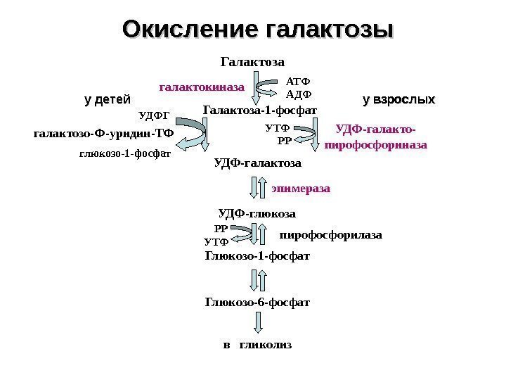 Окисление галактозы Галактоза у детей у взрослых Галактоза-1 -фосфат УДФ-галактоза УДФ-глюкоза Глюкозо-1 -фосфат Глюкозо-6