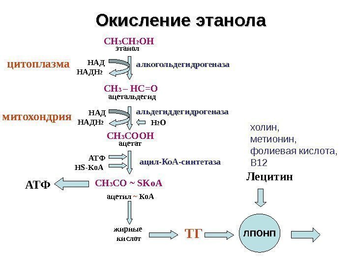 Окисление этанола СН 3 СН 2 ОН СН 3 – НС=О СН 3 С