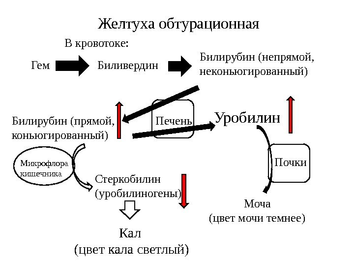 Печень. Желтуха обтурационная Билирубин (непрямой, неконьюгированный) Моча (цвет мочи темнее)В кровотоке: Гем Биливердин Билирубин