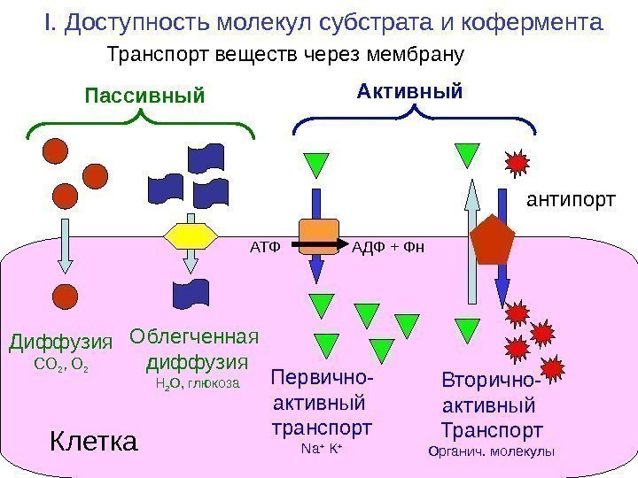 I.  Доступность молекул субстрата и кофермента Транспорт веществ через мембрану Диффузия СО 2