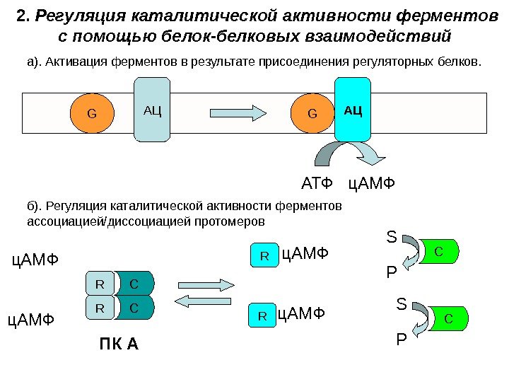 2.  Регуляция каталитической активности ферментов с помощью белок-белковых взаимодействий  а). Активация ферментов