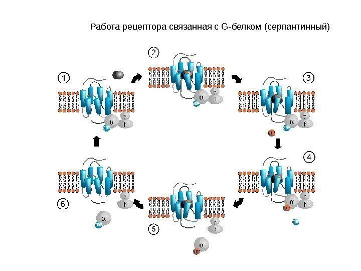 Работа рецептора связанная с G- белком (серпантинный) 