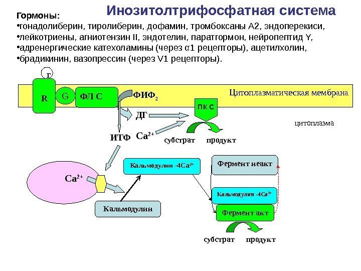 Инозитолтрифосфатная система Фермент неакт Фермент акт субстрат продукт    Цитоплазматическая мембрана ФЛ
