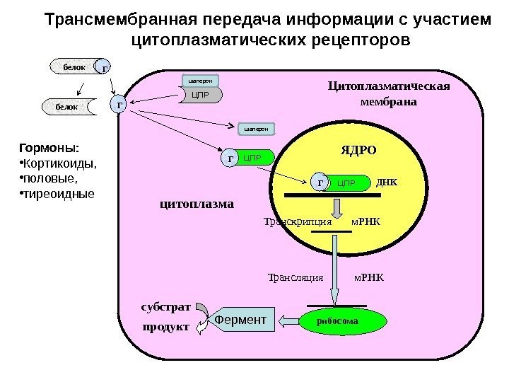 Гбелок Транскрипция  м. РНК ДНК Трансляция  м. РНК ЯДРОЦитоплазматическая мембрана субстрат продукт