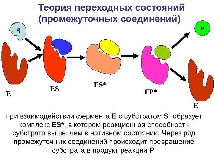 S E  ES при взаимодействии фермента E с субстратом S  образует комплекс
