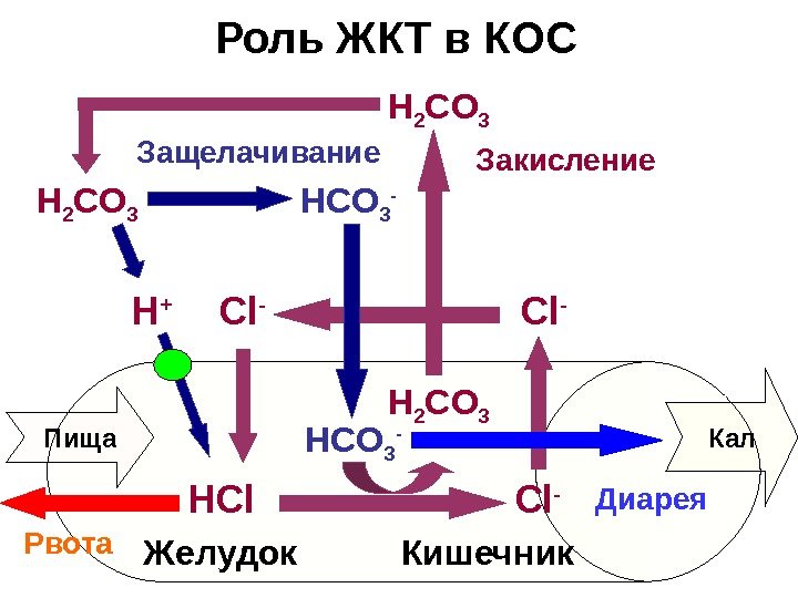   Роль ЖКТ в КОС  H + Пища HCl Кал. Cl -