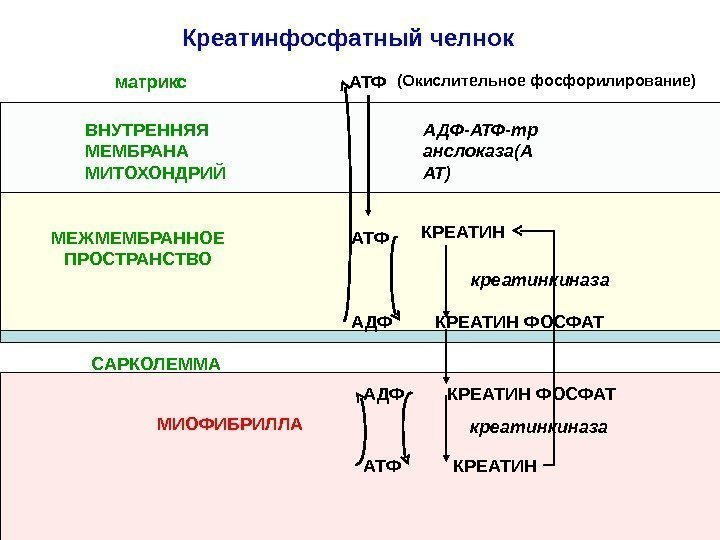   (Окислительное фосфорилирование) АТФ АДФ-АТФ-тр анслоказа(А АТ)ВНУТРЕННЯЯ МЕМБРАНА МИТОХОНДРИЙ КРЕАТИН ФОСФАТАТФ АДФ САРКОЛЕММА