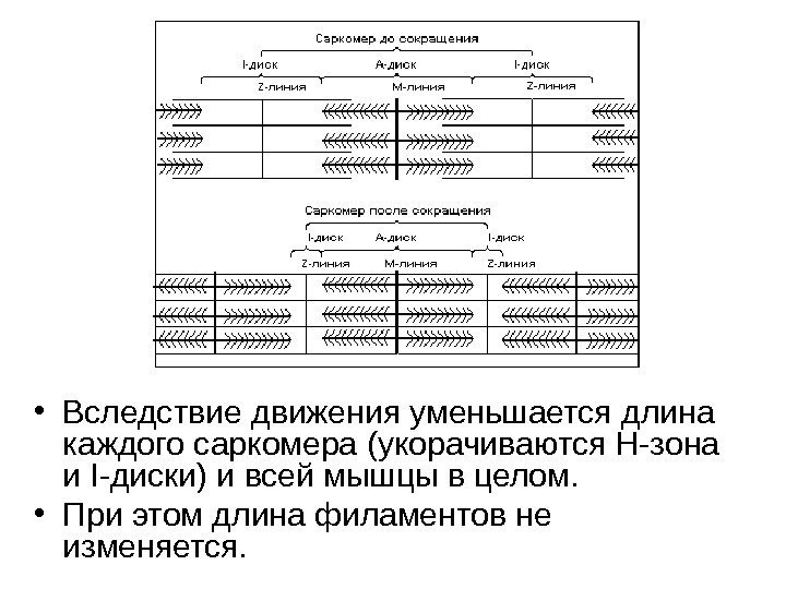   • Вследствие движения уменьшается длина каждого саркомера (укорачиваются Н-зона и I -диски)