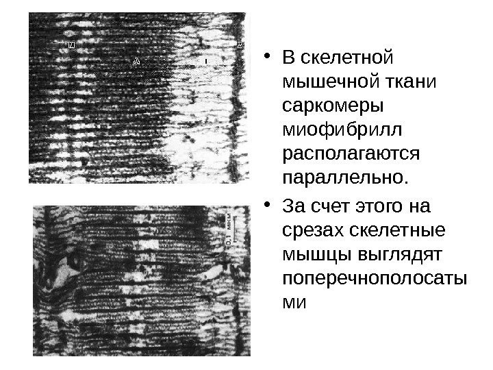   • В скелетной мышечной ткани саркомеры миофибрилл располагаются параллельно.  • За