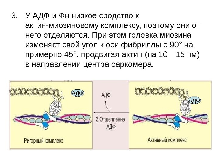   3. У АДФ и Фн низкое сродство к актин-миозиновому комплексу, поэтому они