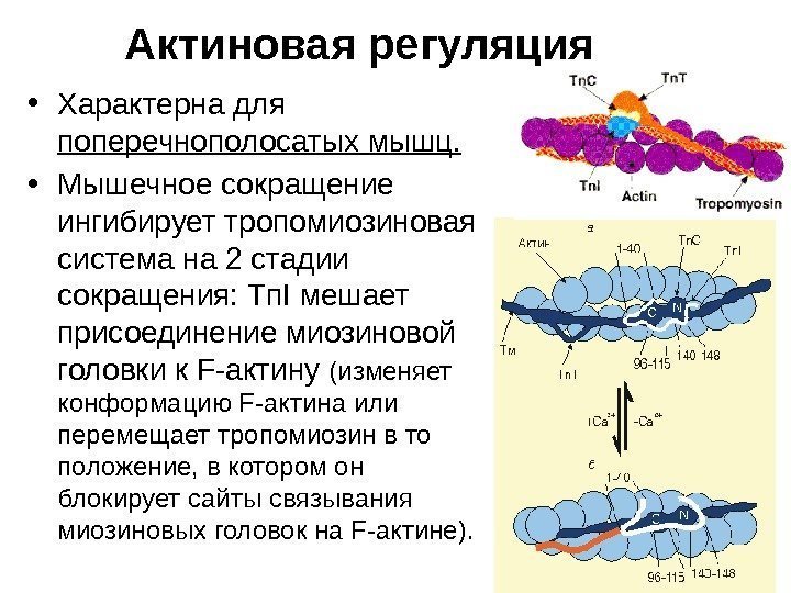   Актиновая регуляция • Характерна для поперечнополосатых мышц. • Мышечное сокращение ингибирует тропомиозиновая