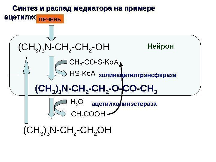 Синтез и распад медиатора на примере ацетилхолина ( CH 3 ) 3 N-CH 2