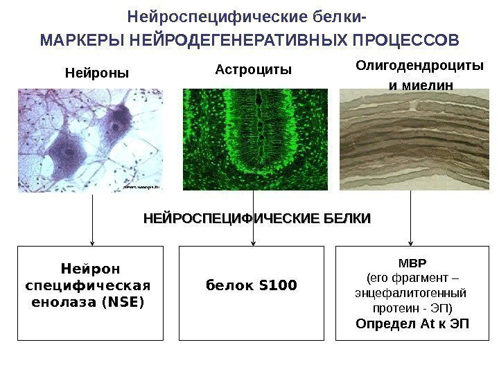 Нейроспецифические белки- МАРКЕРЫ НЕЙРОДЕГЕНЕРАТИВНЫХ ПРОЦЕССОВ белок S 100 Нейрон специфическая енолаза (NSE) Нейроны Астроциты