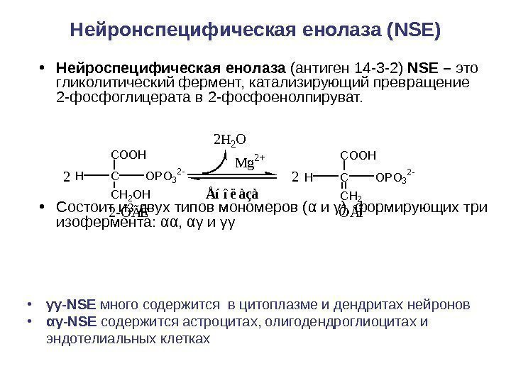 Нейронспецифическая енолаза (NSE) • Нейроспецифическая енолаза (антиген 14 -3 -2) NSE – это гликолитический
