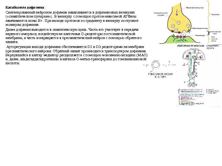 Катаболизм дофамина :  Синтезированный нейроном дофамин накапливается в дофаминовых везикулах ( «синаптическом пузырьке»