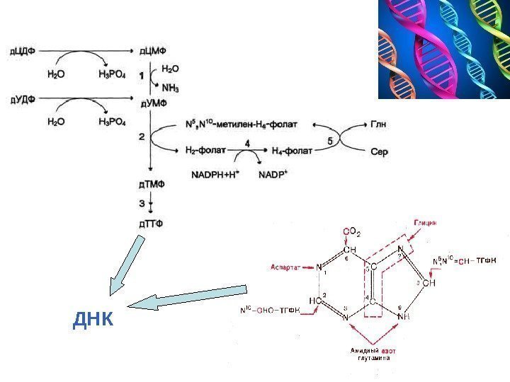 Роль ТГФК в синтезе ДНК Пурины 
