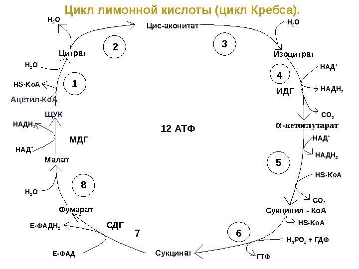   Цикл лимонной кислоты (цикл Кребса). Цис-аконитат Изоцитрат Сукцинил - Ко. А Сукцинат.