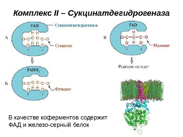   Комплекс II – Сукцинатдегидрогеназа В качестве коферментов содержит ФАД и железо-серный белок