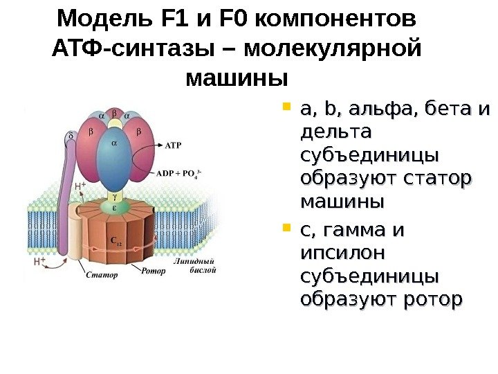   Модель F 1 и F 0 компонентов АТФ-синтазы – молекулярной машины a,