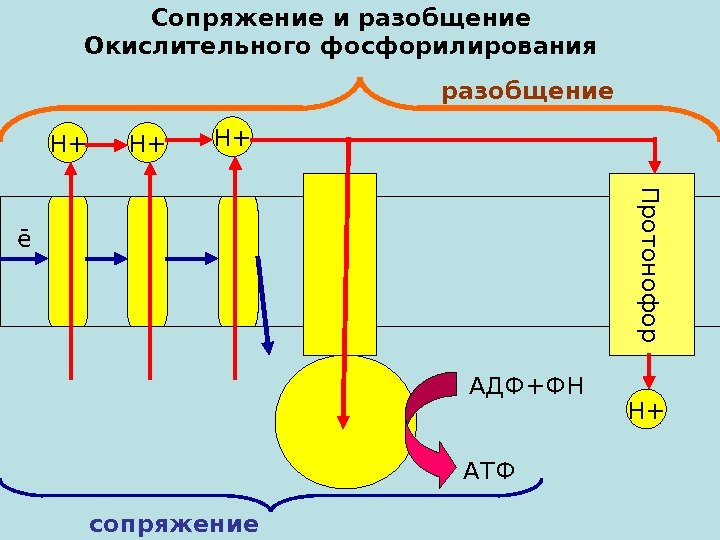   Н+ Н+ Н+ ē Сопряжение и разобщение Окислительного фосфорилирования АДФ+ФН АТФ сопряжение.
