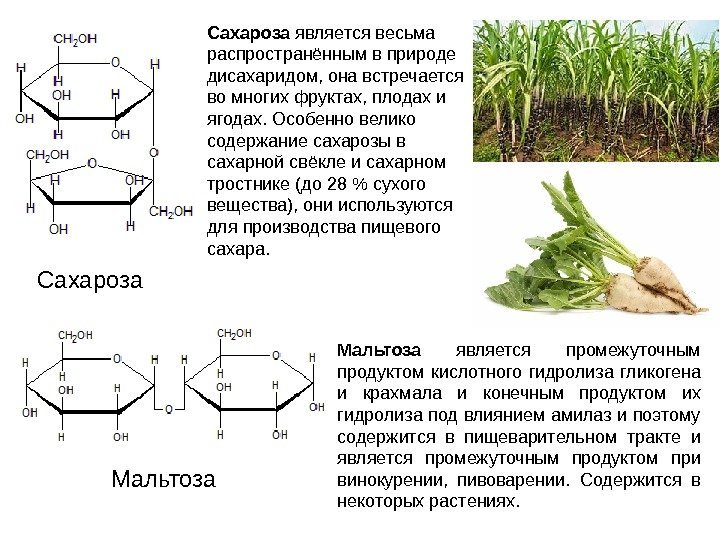 Сахароза Мальтоза Сахароза является весьма распространённым в природе дисахаридом, она встречается во многих фруктах,