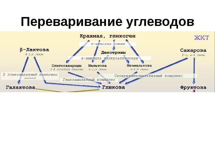 Переваривание углеводов 