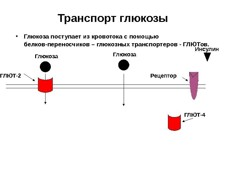 Транспорт глюкозы • Глюкоза поступает из кровотока с помощью белков-переносчиков – глюкозных транспортеров -