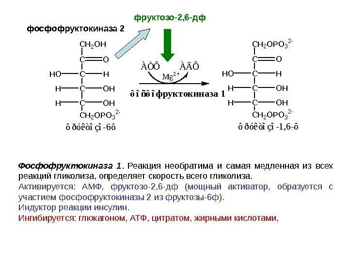 Фосфофруктокиназа 1.  Реакция необратима и самая медленная из всех реакций гликолиза, определяет скорость